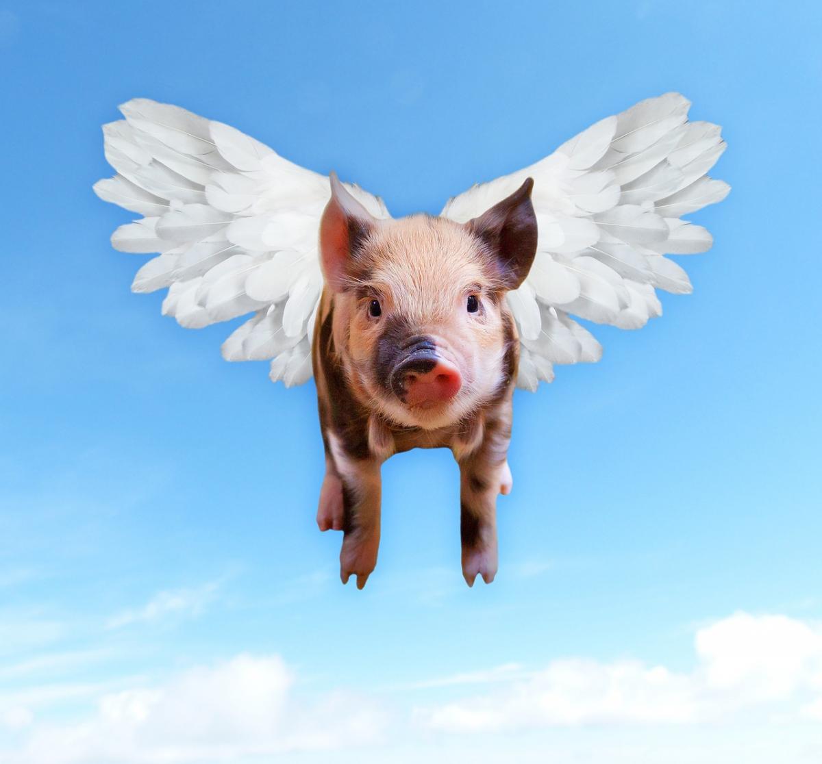 A pig with wings