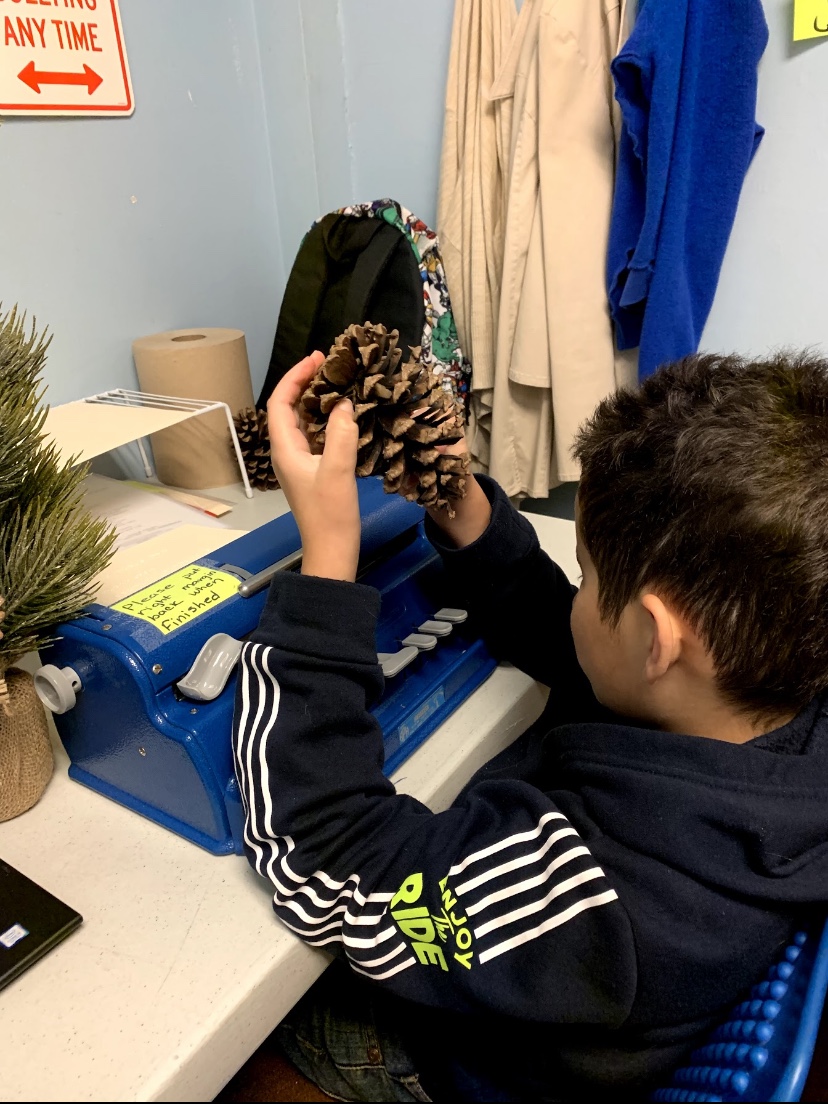 Exploring an open pine cone