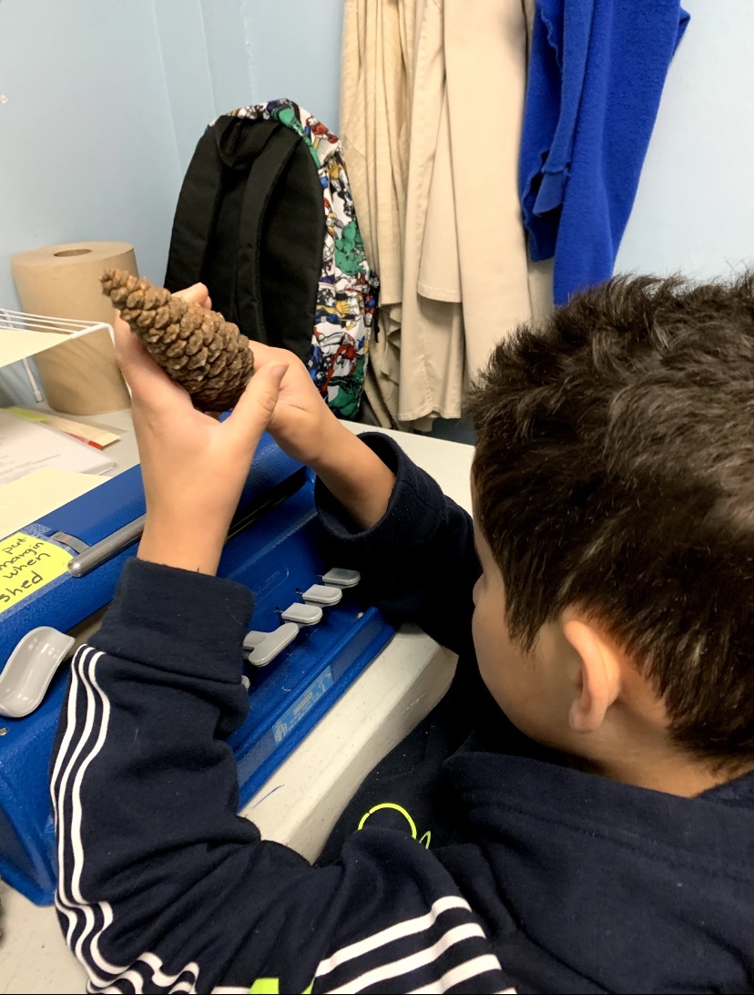 Exploring a closed pine cone