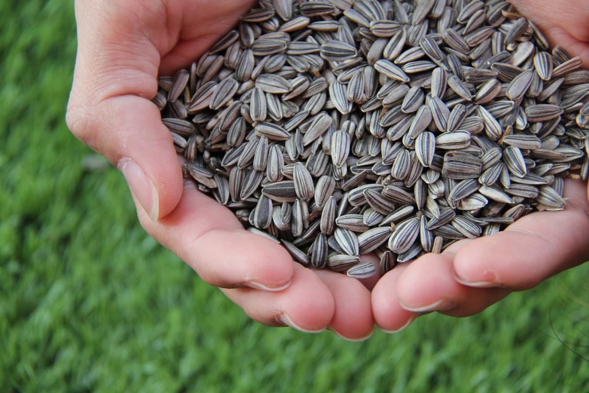 sunflower seeds in two hands that are being held together