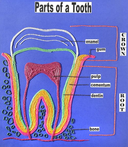parts of a tooth drawn with wikki stix