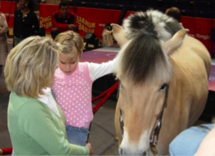 A young girl touches a pony.