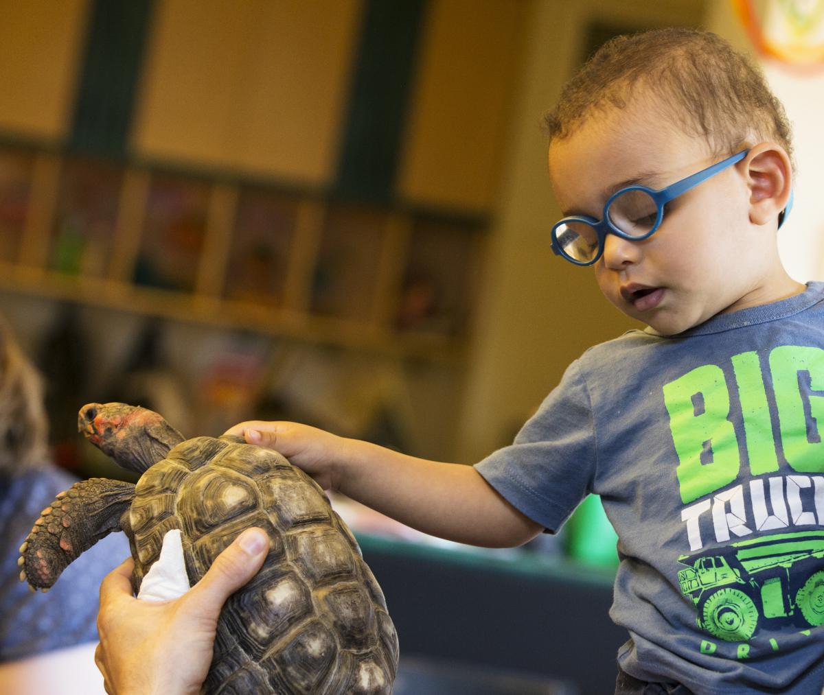 A young child feels a real turtle