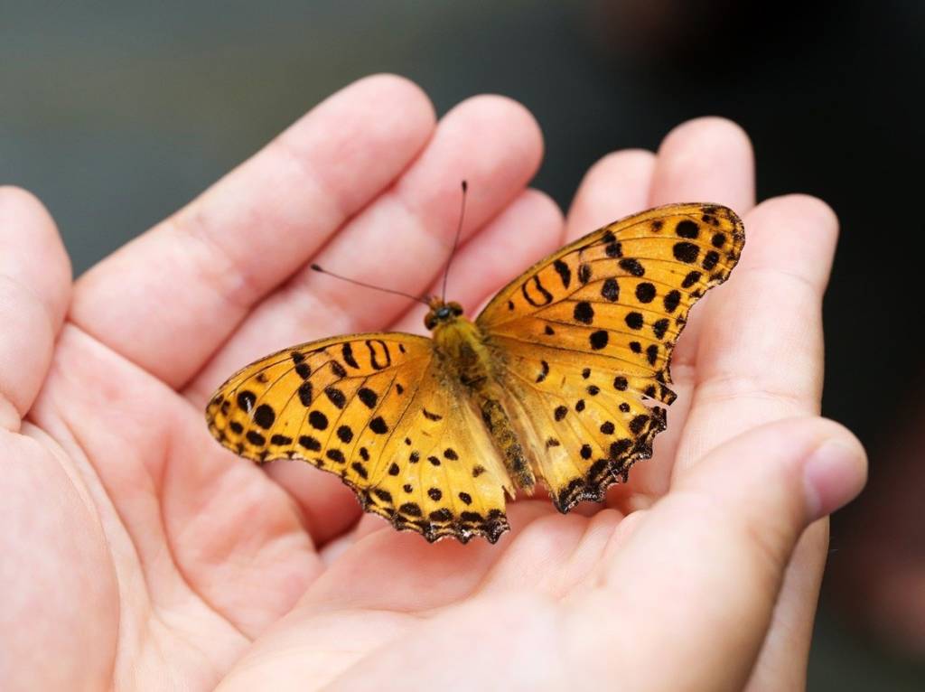 butterfly in hand 