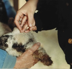 A boy touches the head of a baby lamb.