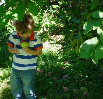 Young boy with apple stands under tree.