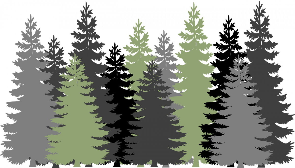 drawing of evergreen forest