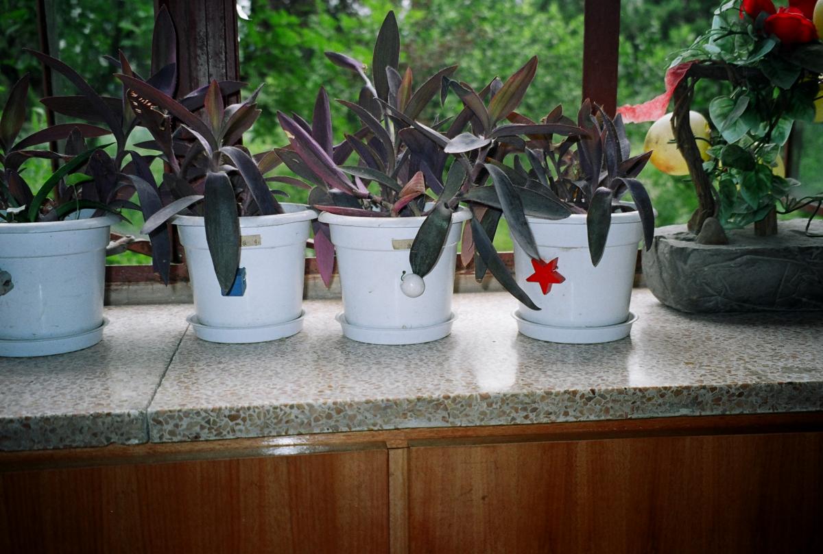 Picture of potted plants on window sill with tactile symbols attached to each