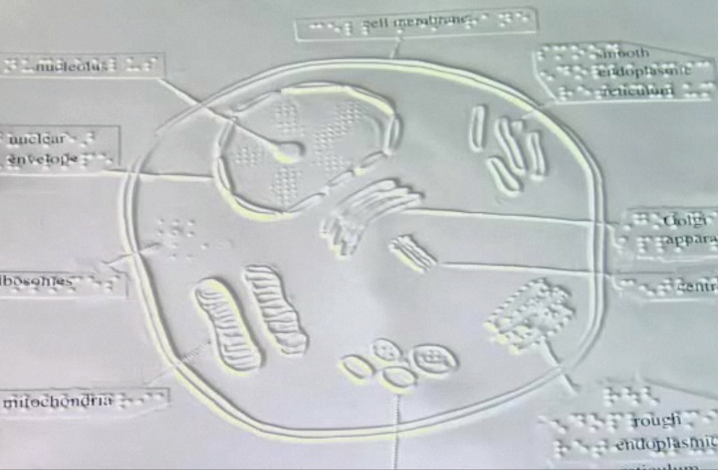 Picture of tactile graphic of cell