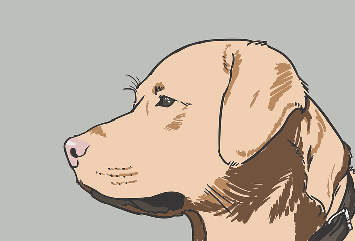 Retriever's head