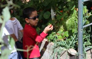 Young boy looking, touching, and picking a strawberry in a raised garden bed.
