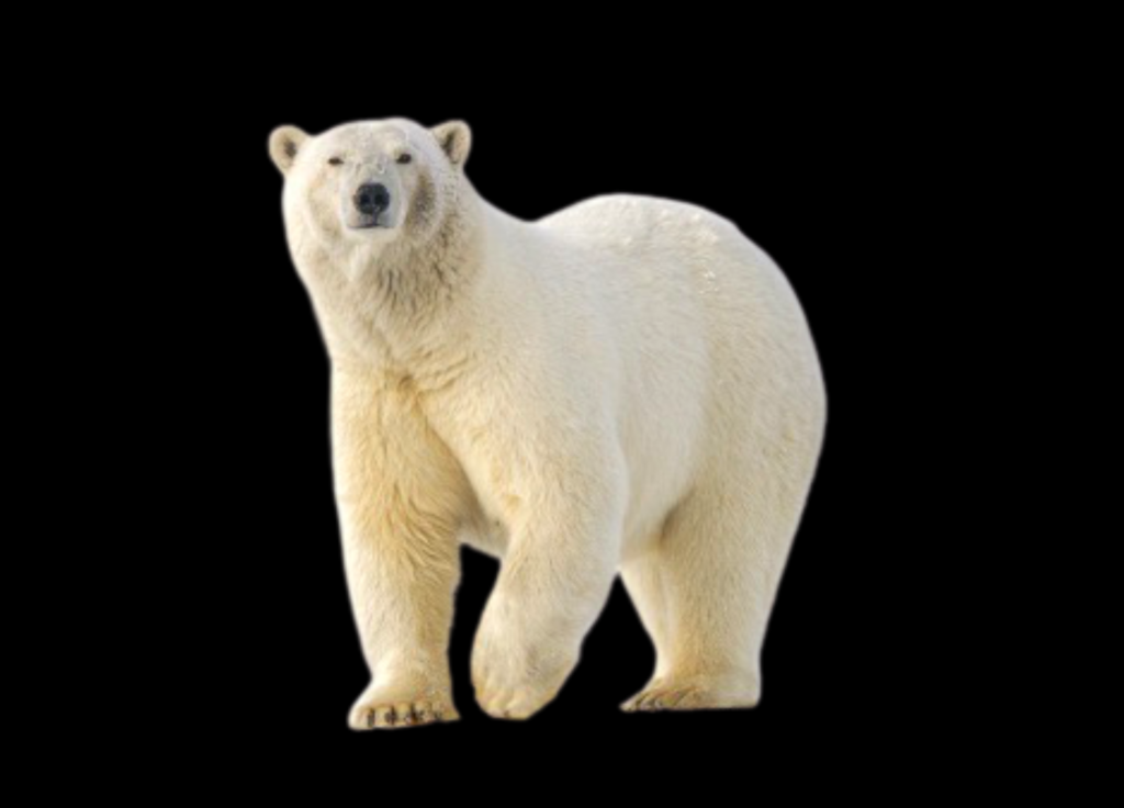 Real polar bear