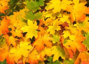 maple leaves in a pile