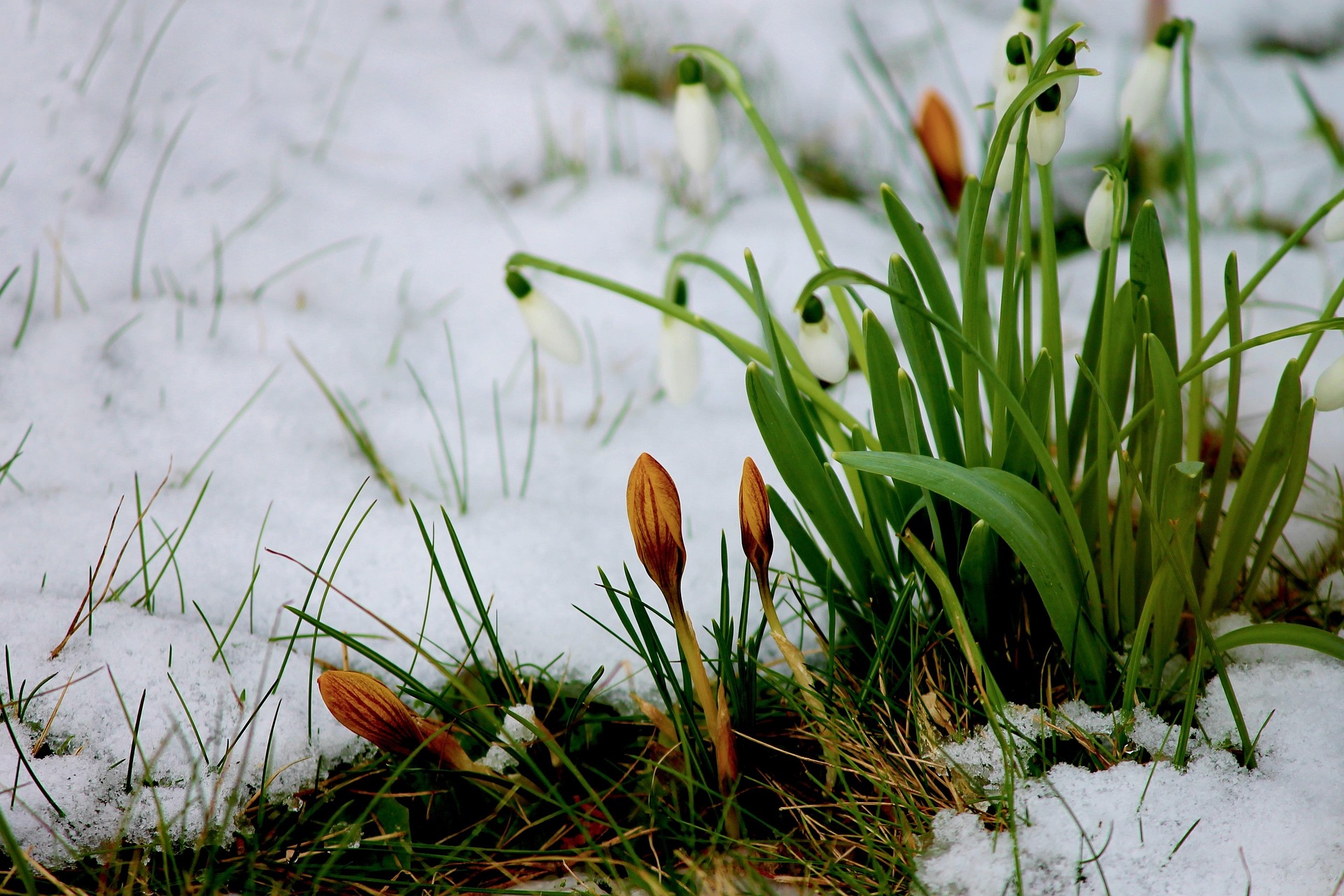 Early spring flowers in the snow.