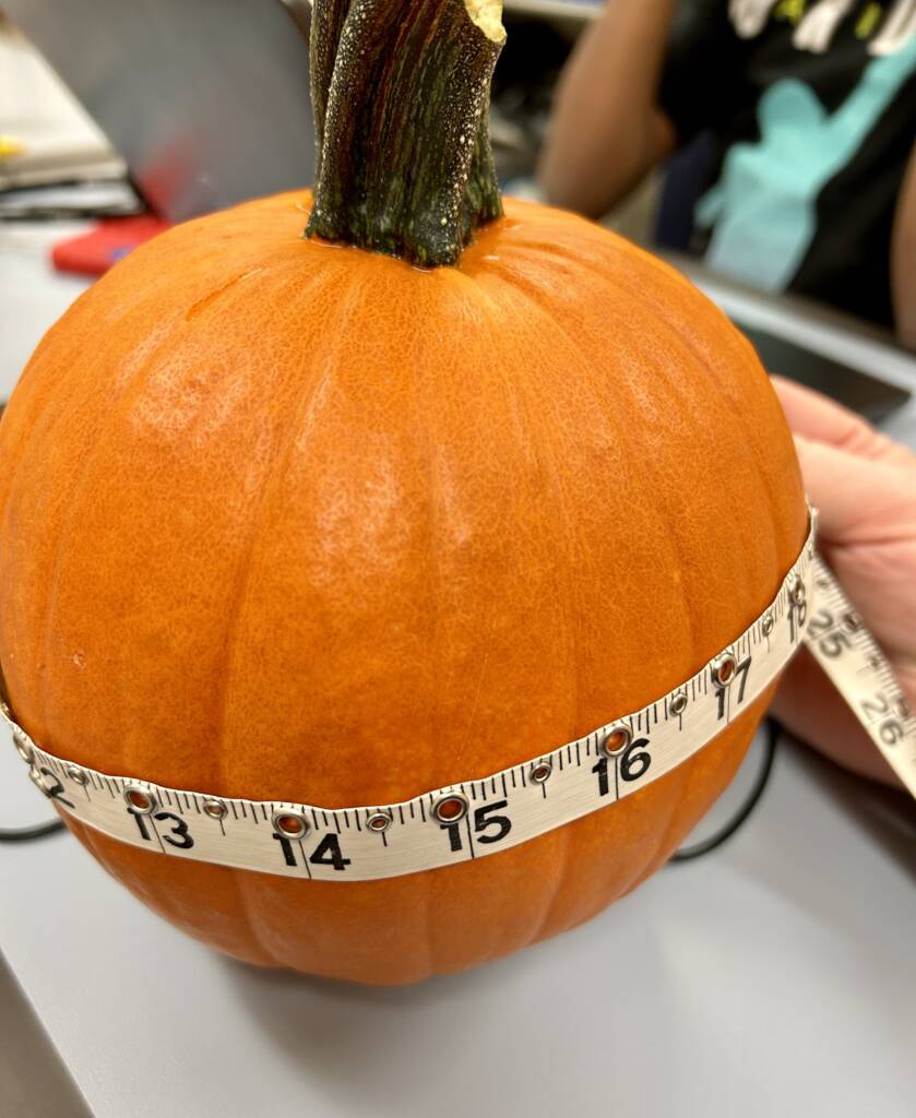 The tape measure is being used to measure around the pumpkin.
