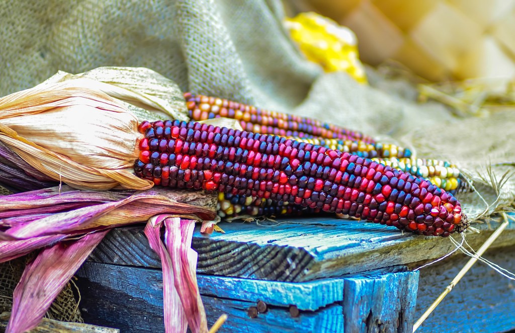 Ear of corn