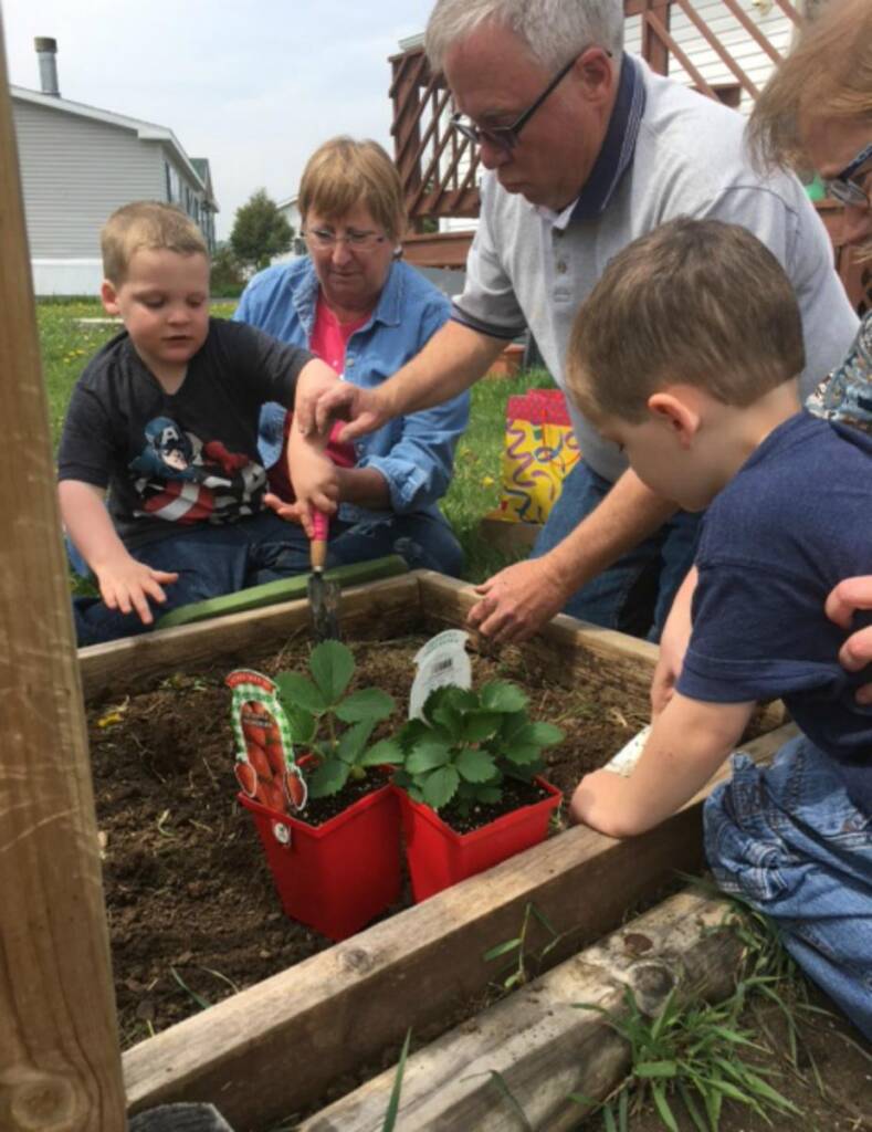 Planting strawberries in a raised bed