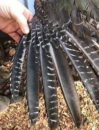 Turkey feathers
