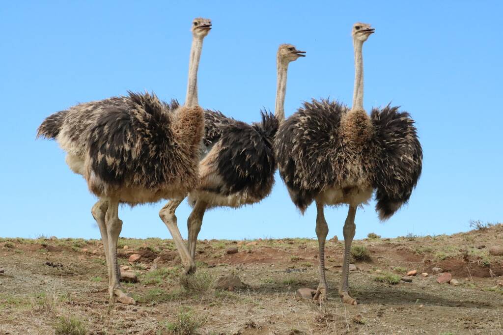 Three ostriches running in a field
