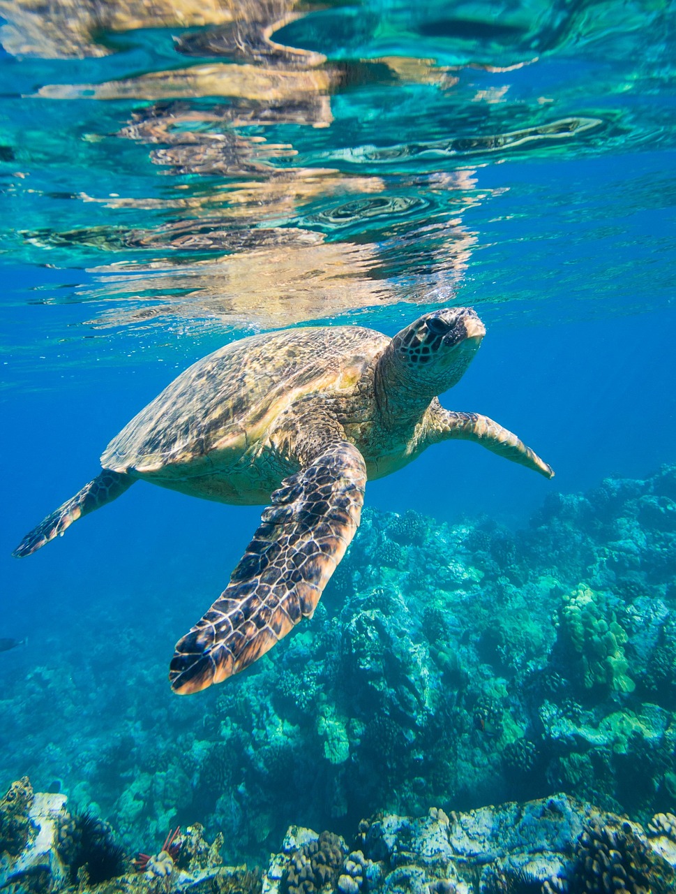 A sea turtle swimming in the ocean.
