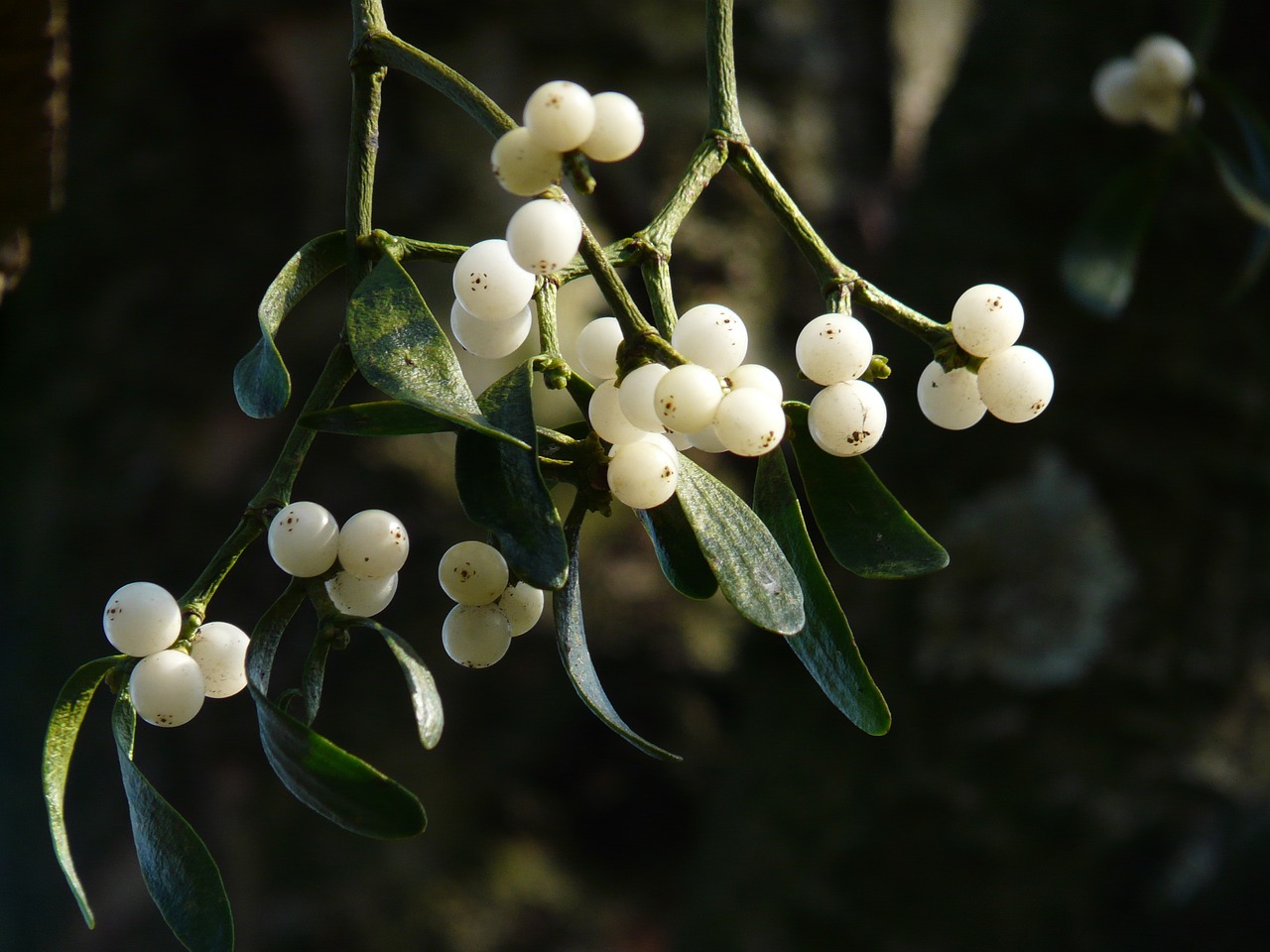 A bunch of mistletoe leaves and berries hanging from a tree.