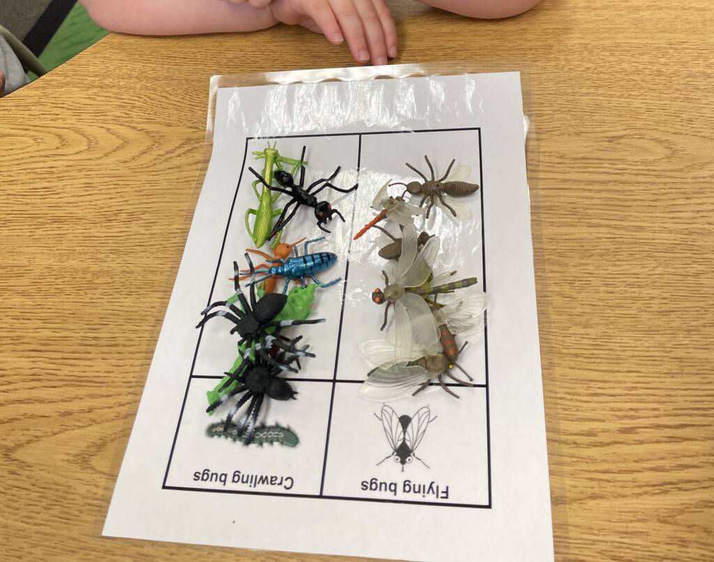 Sorting plastic bugs into two sections with flying bugs and crawling bugs.