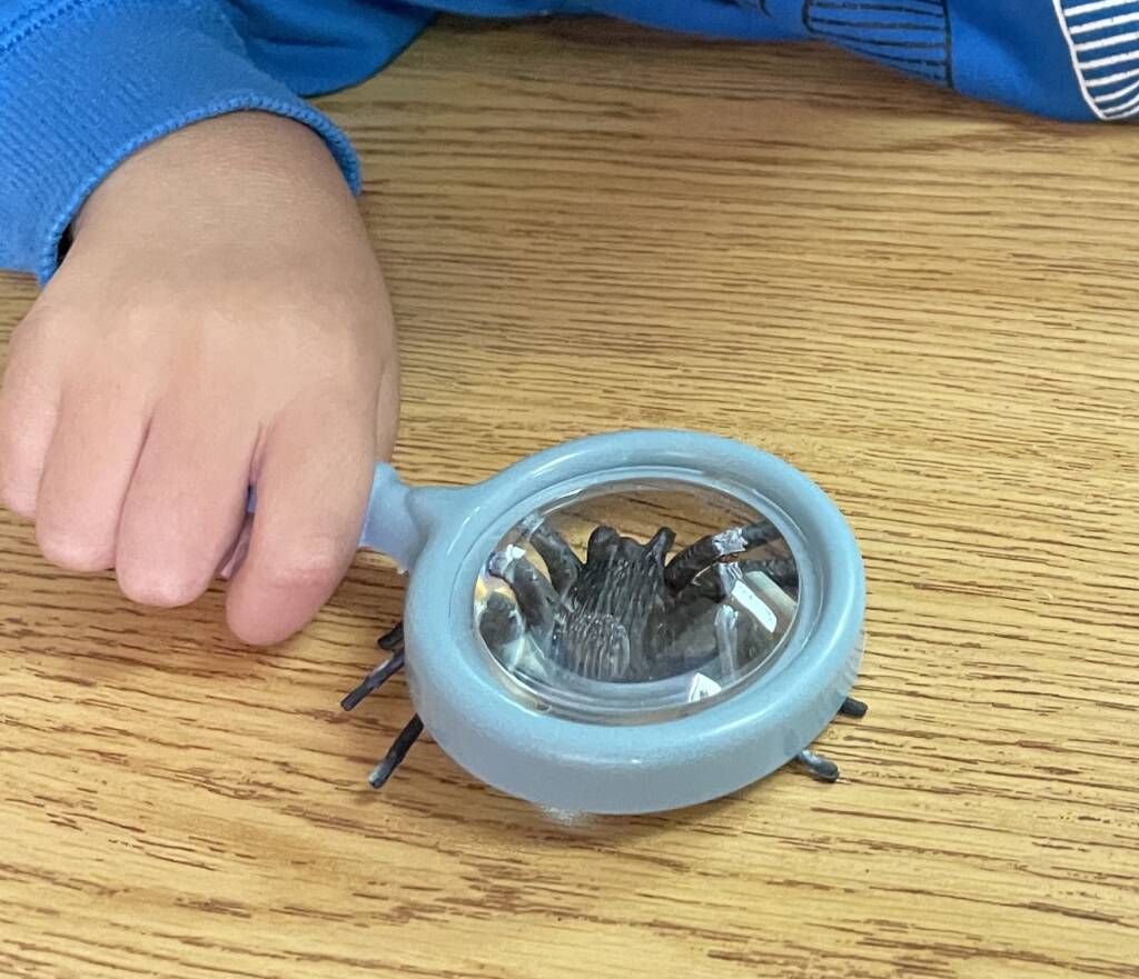 Student looking at a large plastic spider with a magnifier.