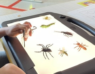Variety of plastic bugs on a lightbox.