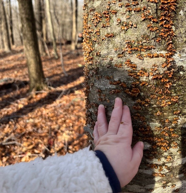 Baby touching the bark of a tree.