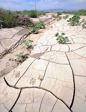 dry cracked earth
