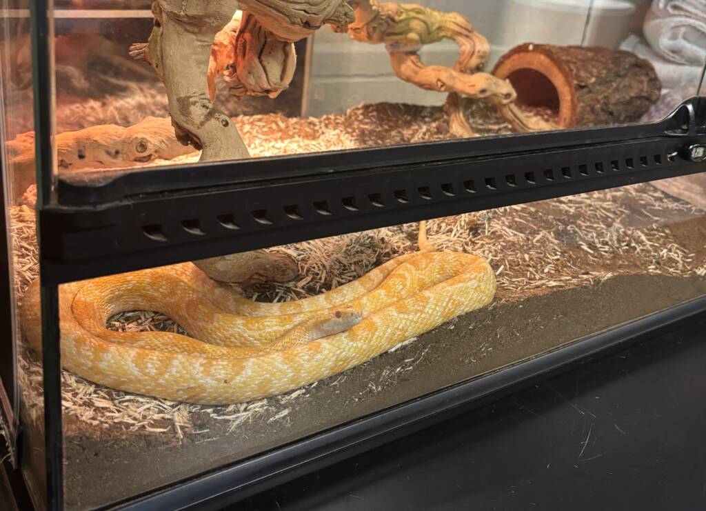 Large snake in an aquarium.