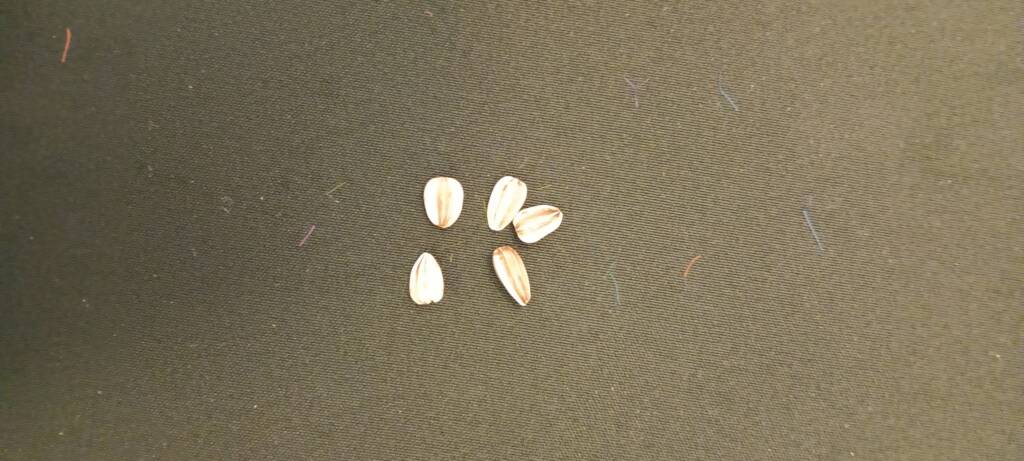 Sunflower seeds can be added to the book.