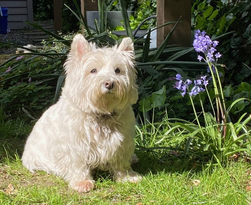 Maisey the dog outside in the sunshine next to flowers.