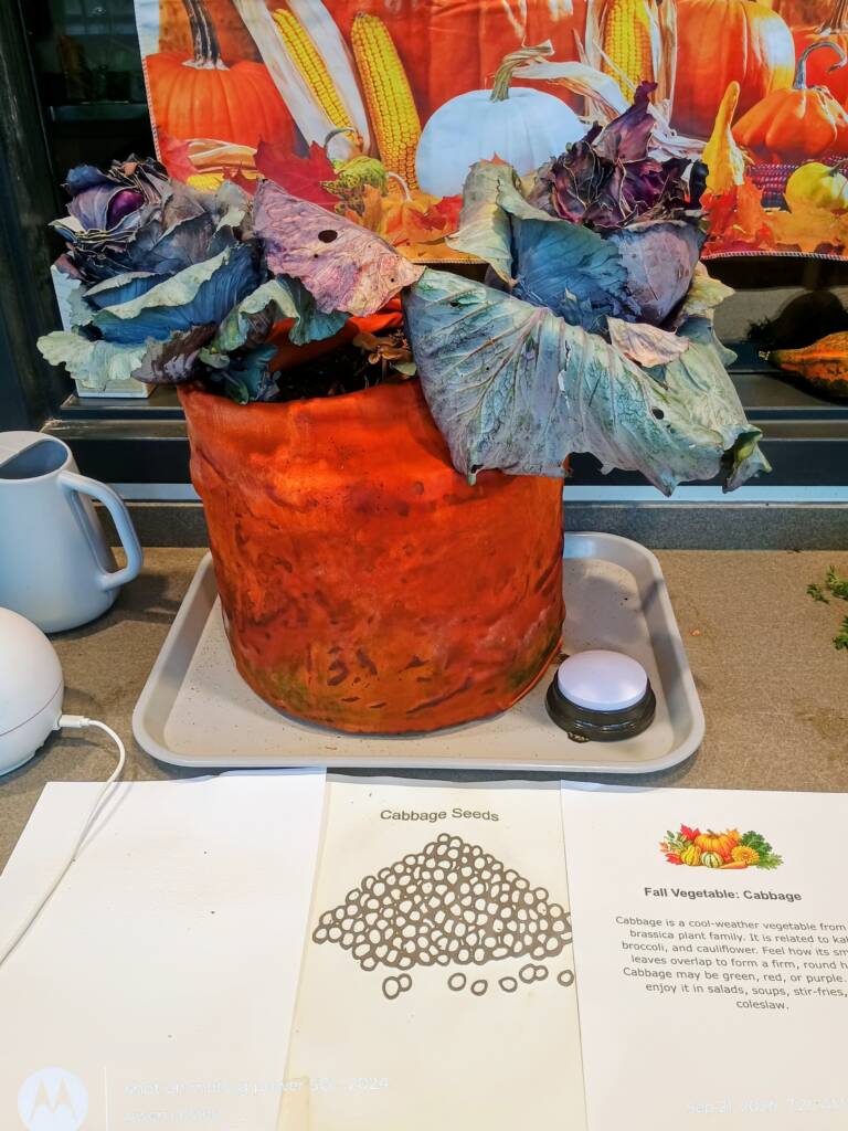 Potted cabbage on a tray with an AAC button. Braille and large print information page. Raised line drawing of cabbage seeds.