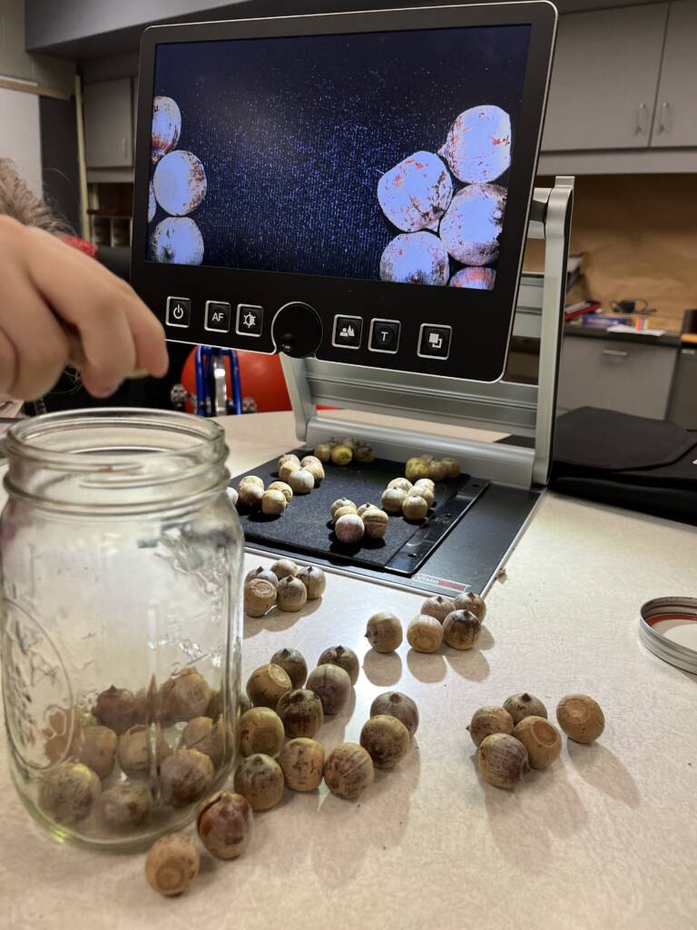 Student put a jar of acorns on the table and grouped them into 5s for skip counting. She also has a VisioMagnifer out. 