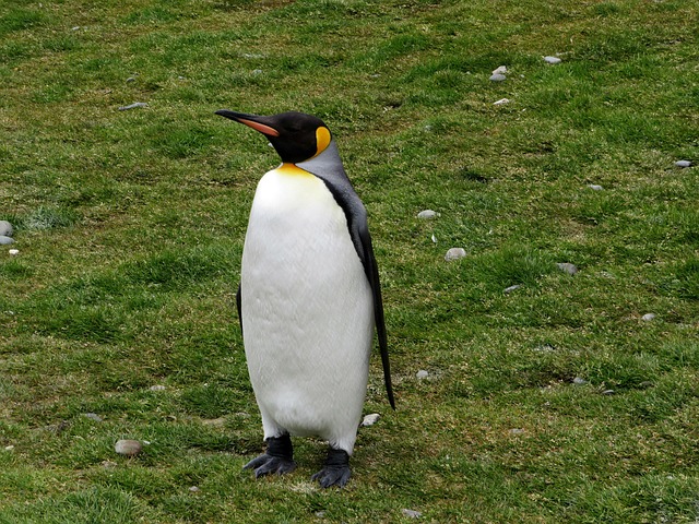 King penguin on grass.