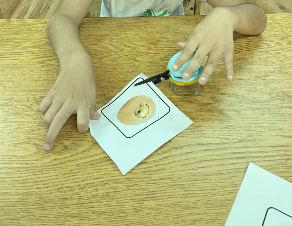 Student cutting paper with an adapted scissors.