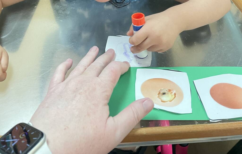 Student using a glue stick to make a sequencing strip of a chick hatching.