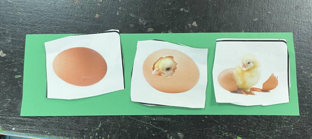 A 3 photo sequence strip of an chick hatching from an egg. 
