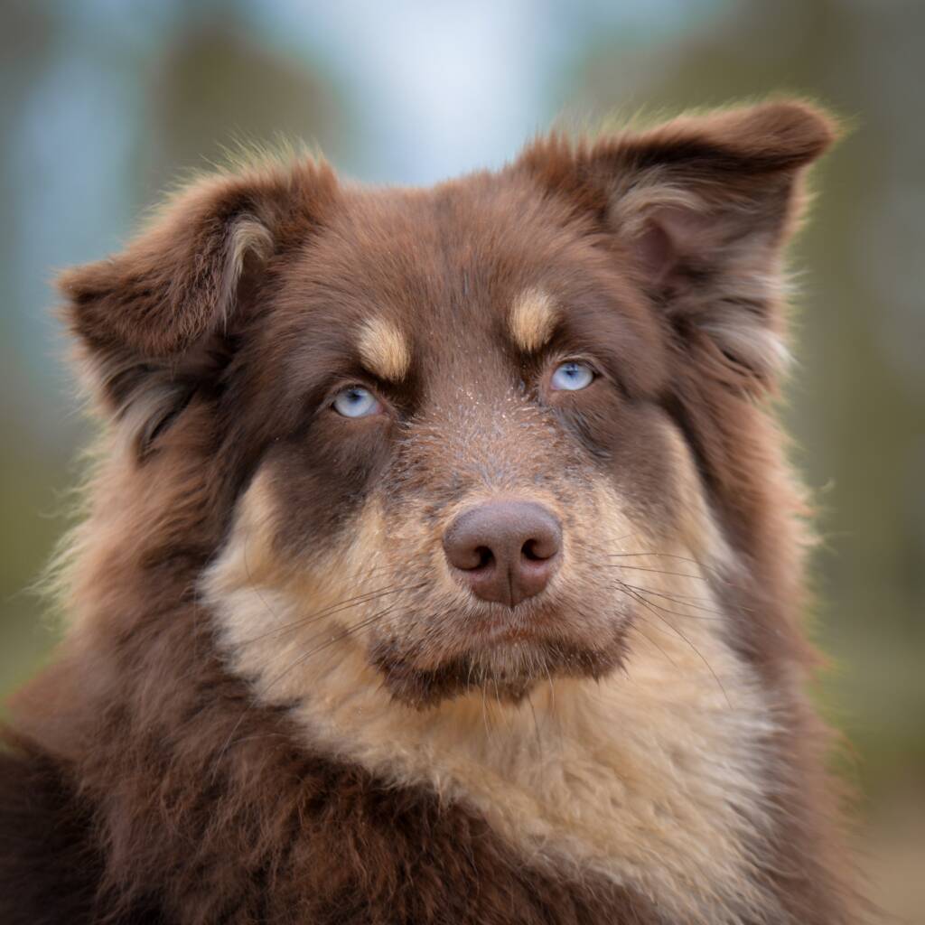 Large dog's face.
