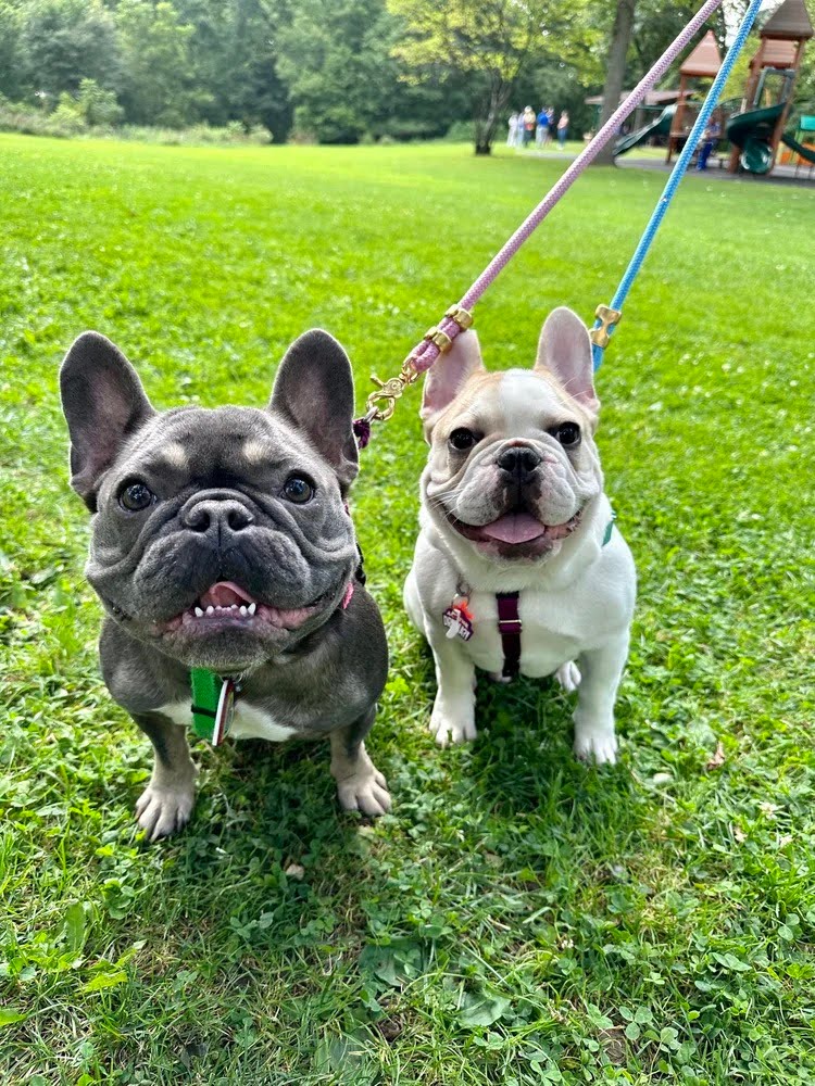 Two French bulldogs, Sophie and Louie, on leashes, are sitting in the grass at a park looking up at the camera. Sophie is blue-gray with brow eyebrows with a pink leash. The other is white with brown spots with a blue leash. They both have their tongues out. A playground is blurred in the background.