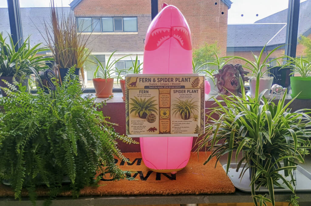 A pink blow up shark holding information about the fern and spider plants with the plants all round it.