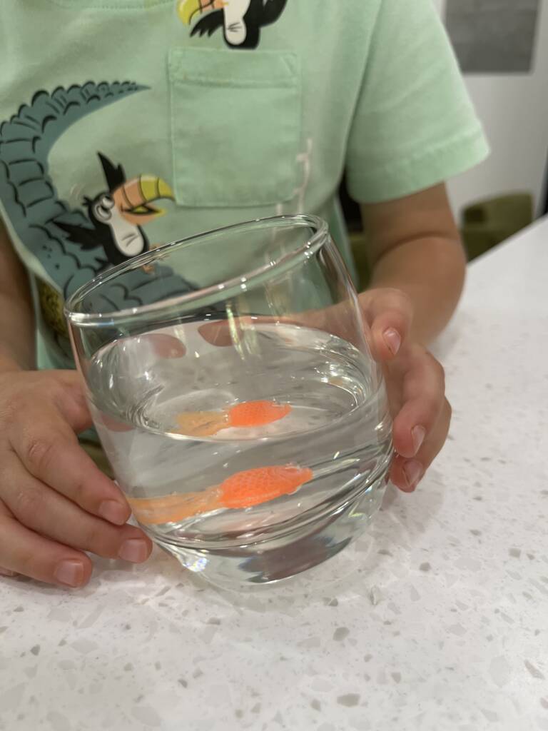 Small boy holding a glass of water with a plastic goldfish in it.