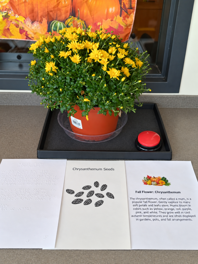 A fall mum with a tactile page with its seeds, braille and print description and a AAC button to press.