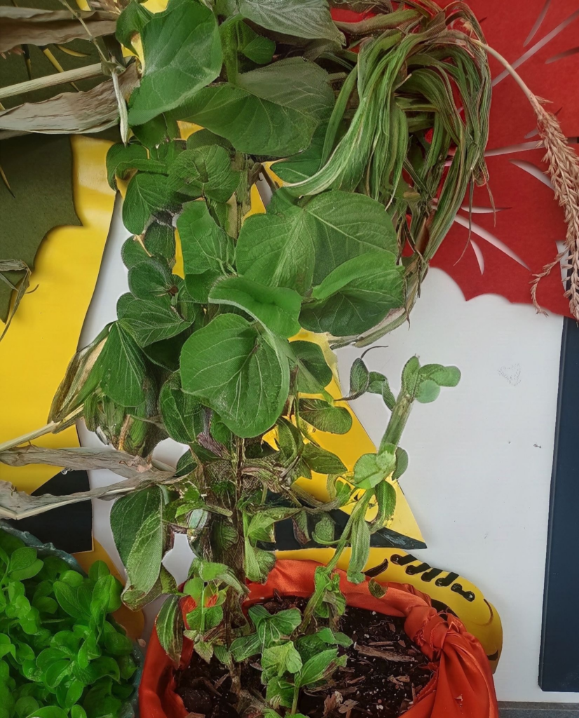 Kale plant.